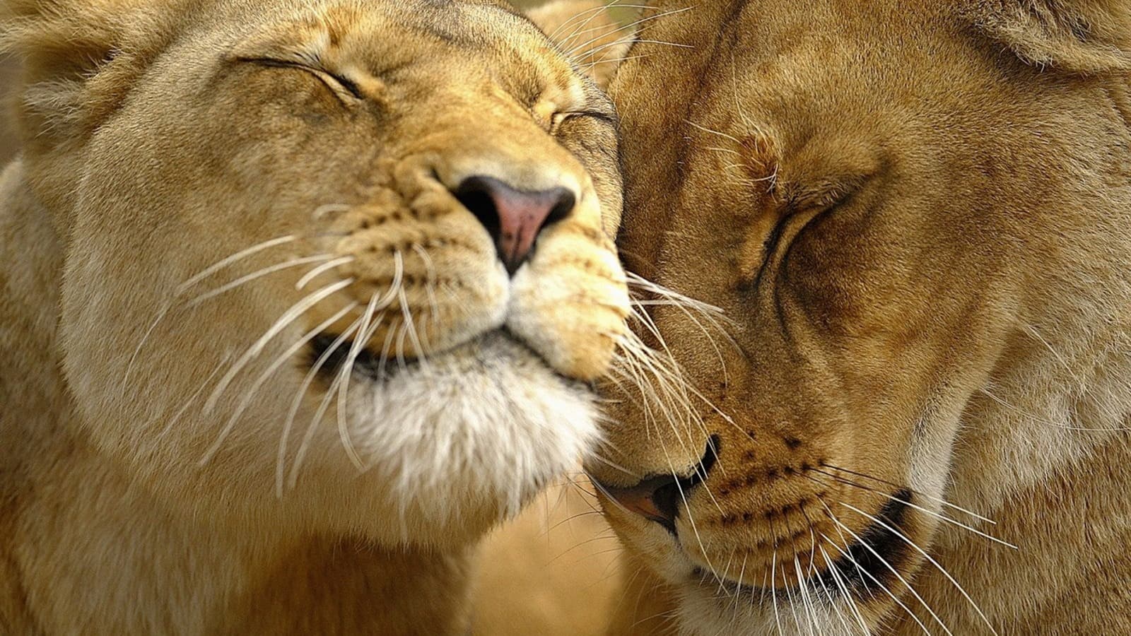 Everything You Need to Know About "Love"