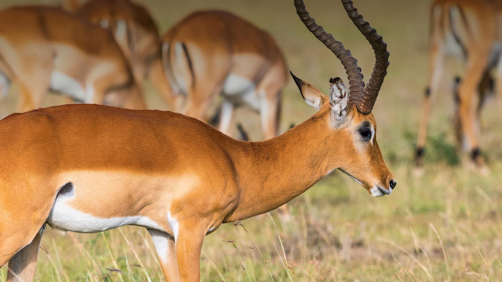 5. American Antelope