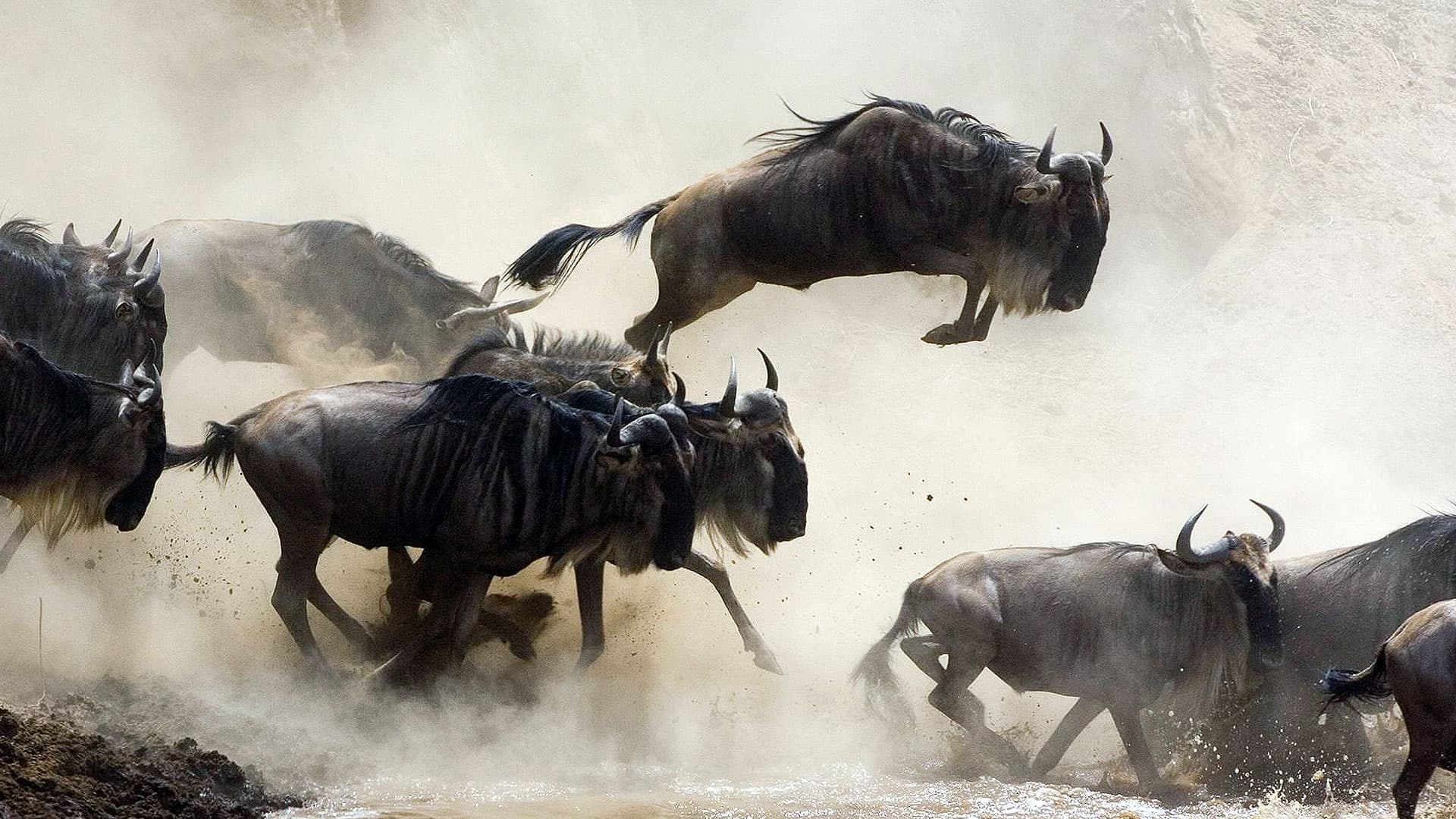 6. Blue Wildebeest