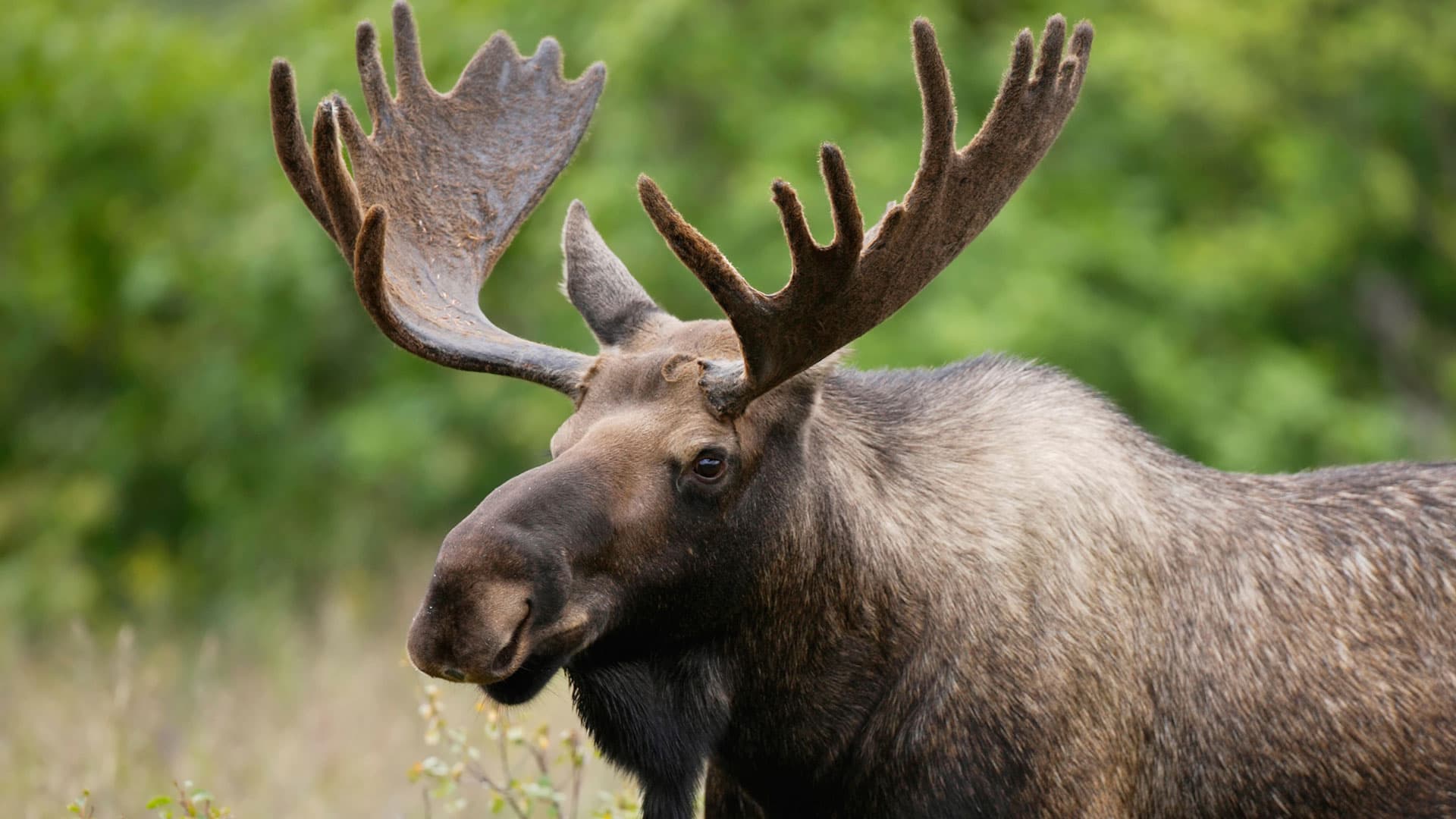 10. Canadian Moose / Elk