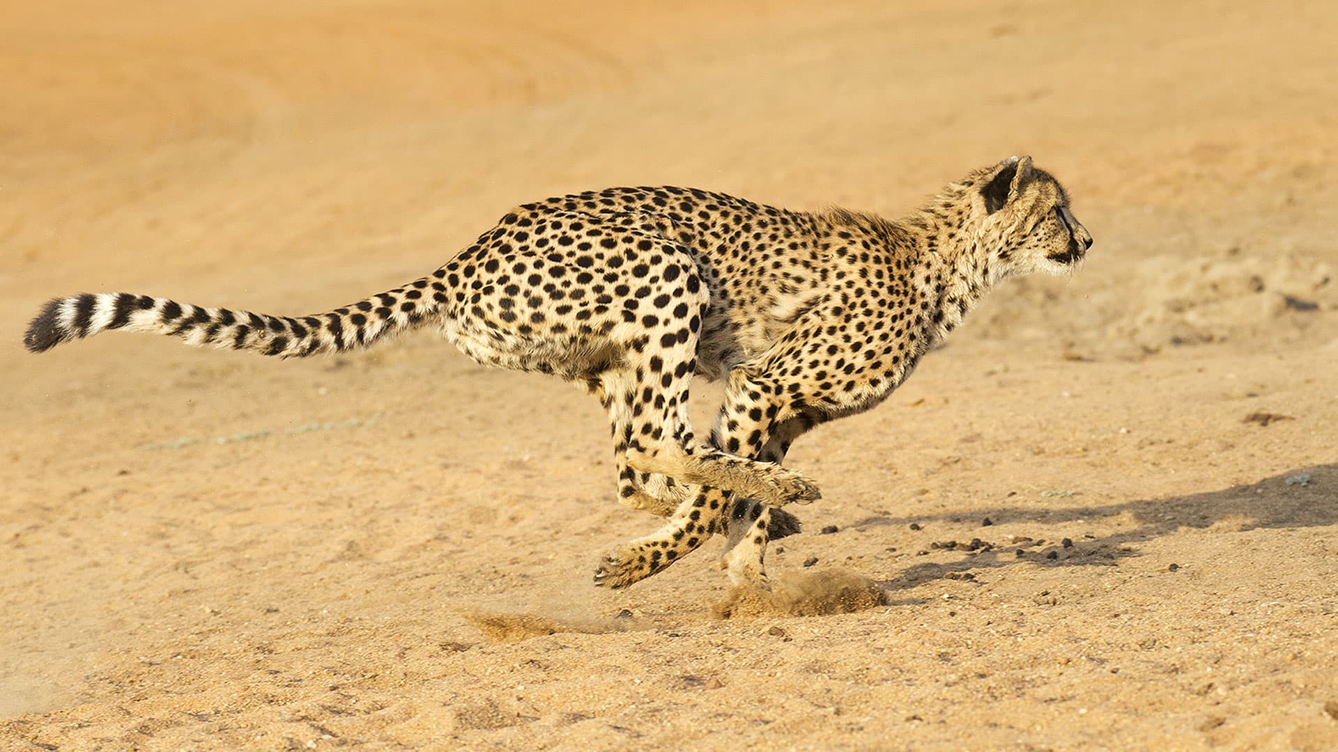 3. Cheetah