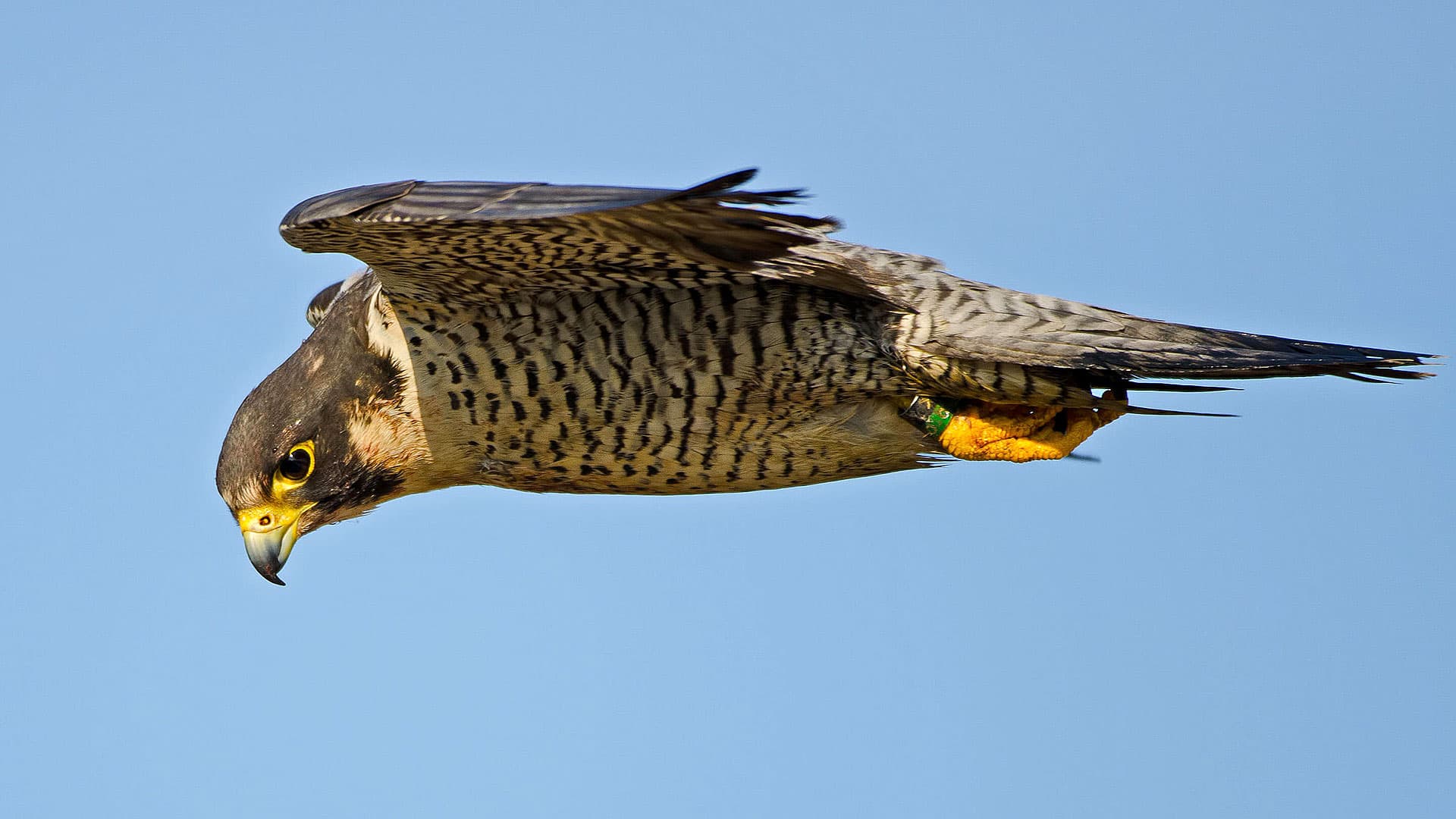 1. Peregrine Falcon