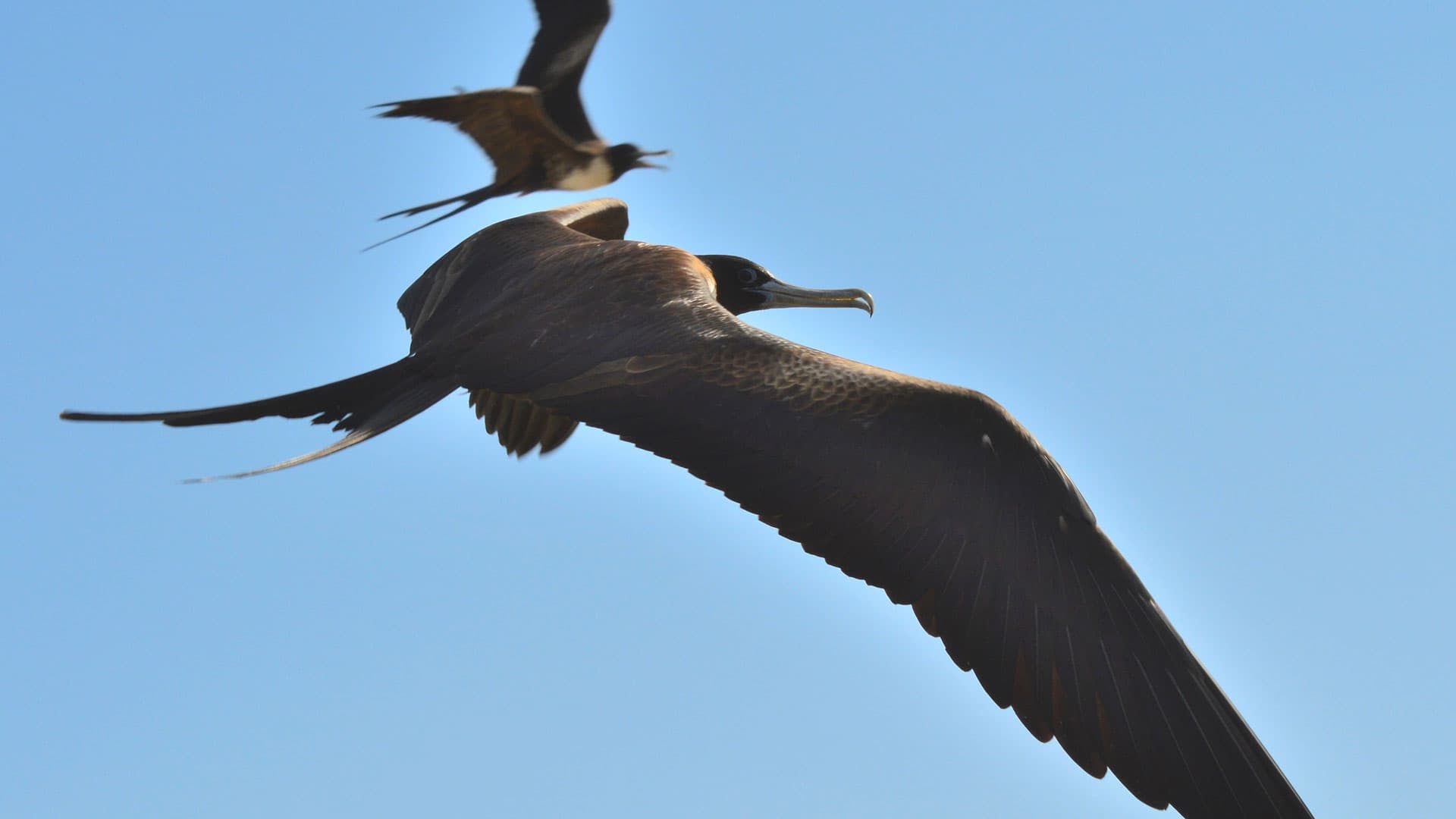 2. Frigate Bird