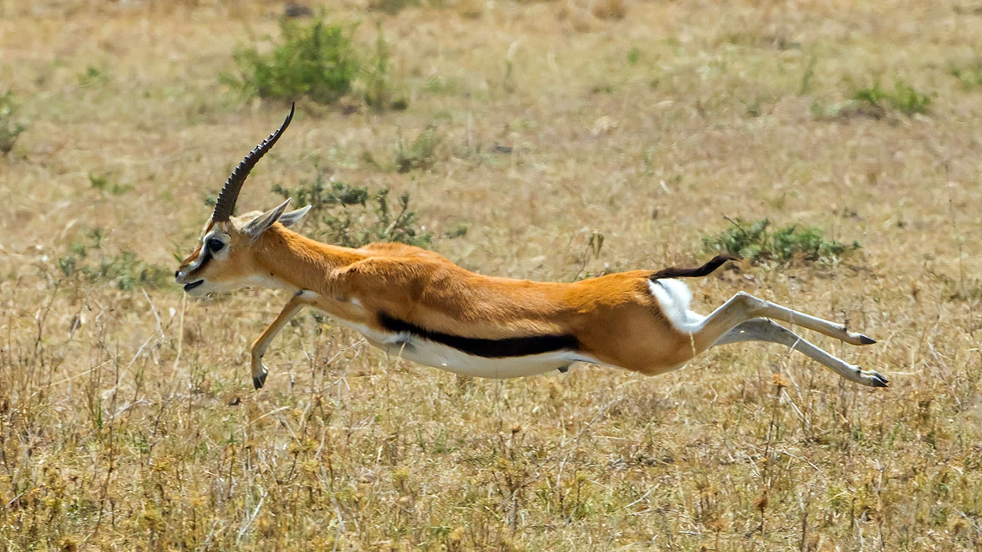 8. Gazelle / Pronghorn