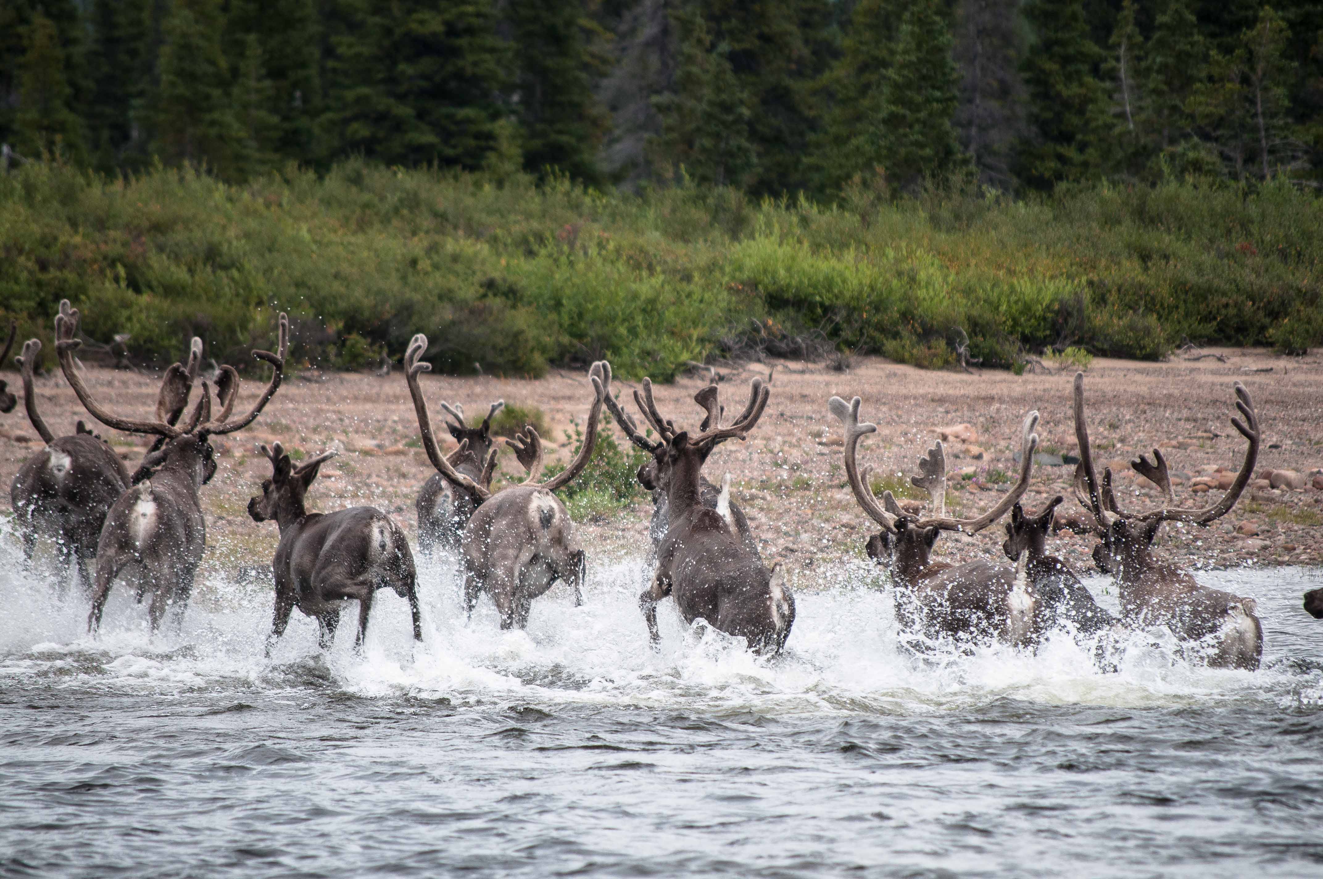 11. Labrador, Canada