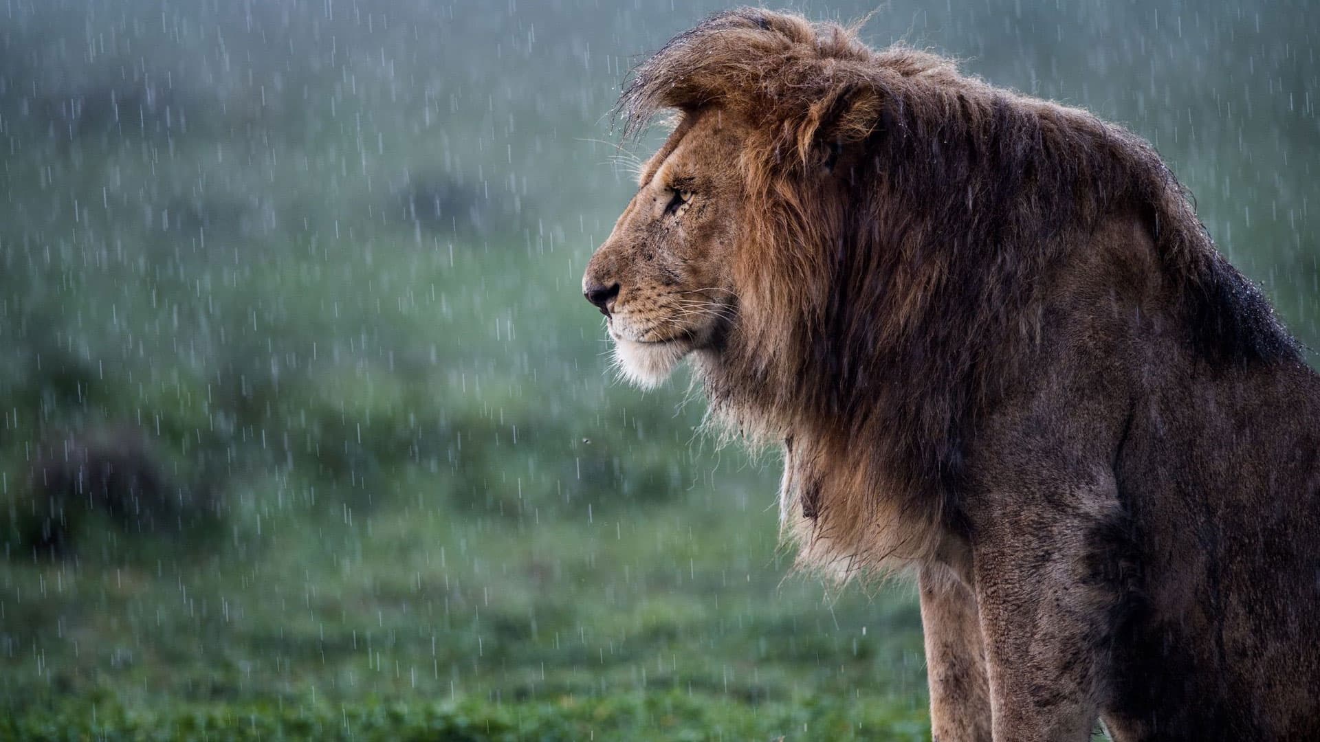 7. Lion