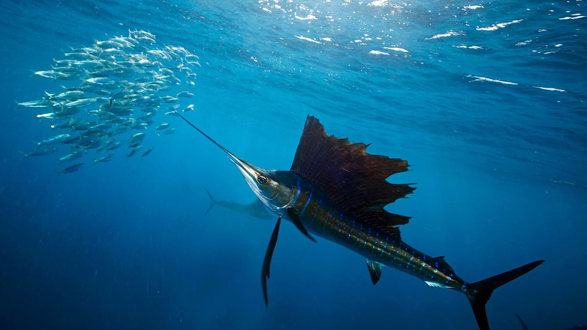4. Sailfish