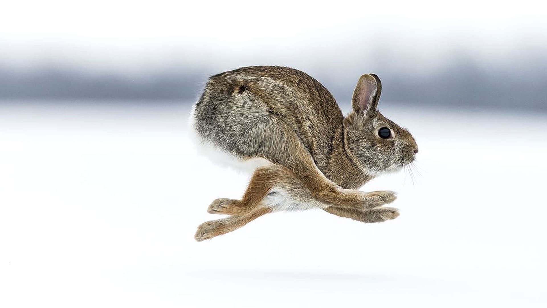10 Animals Known for Remarkable Speed