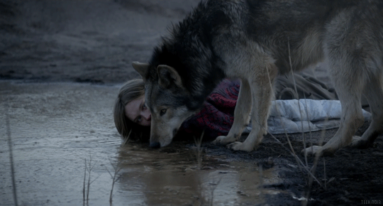 Wild (2016)