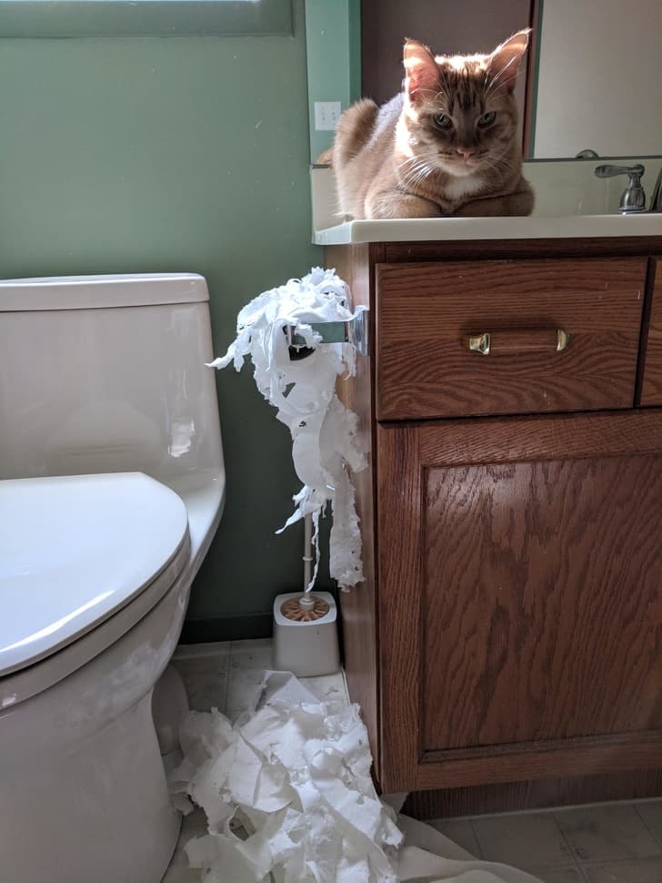 Locked my cat in the bathroom while I made a meal because he was being annoying. Revenge was had.