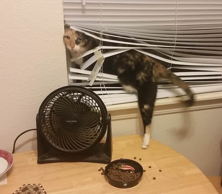 She’s beauty and she’s grace, another set of blinds to replace.
