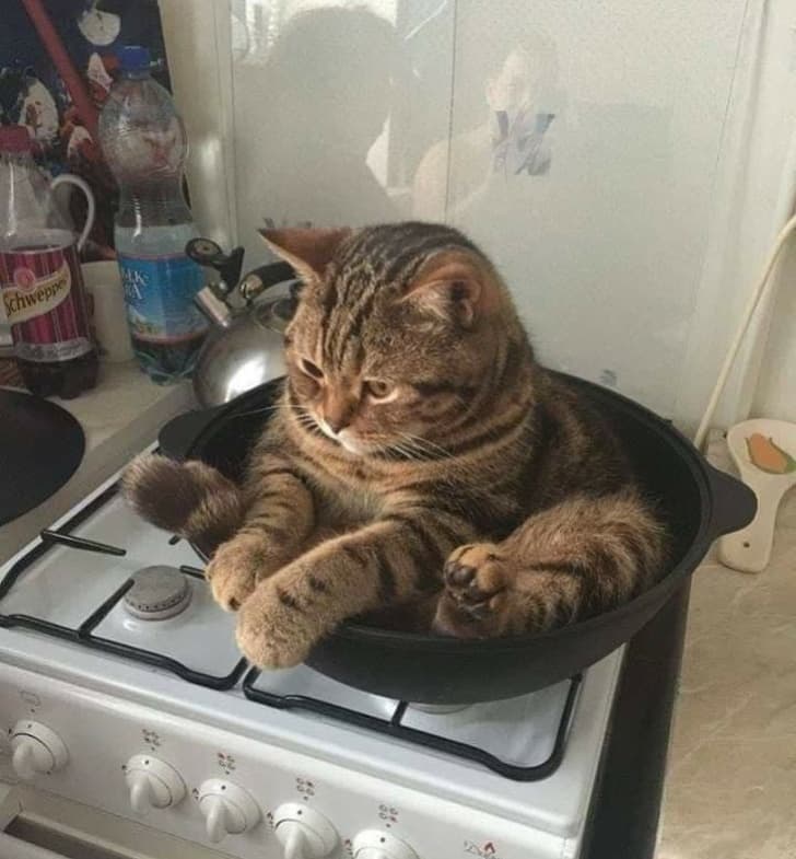 If I fits, I sits.
