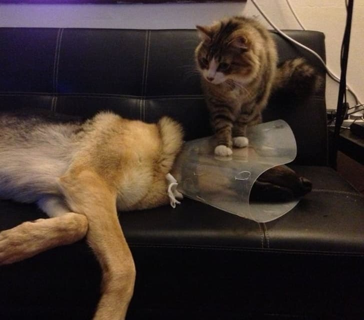 We thought having a cone collar fitted at the vet was bad enough, but then the dog had to come home to the cat.