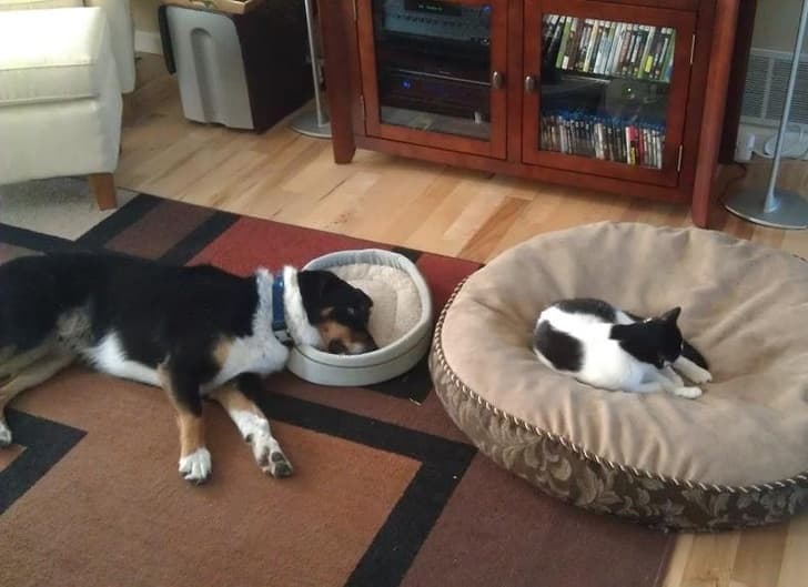 There is only one boss in the house.