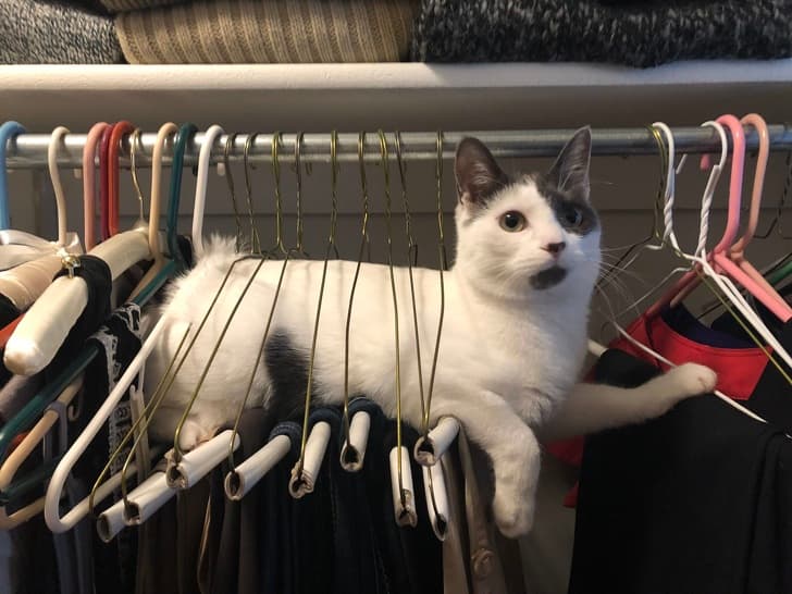 Thanks Nori, for the cat hair all over my clothes.