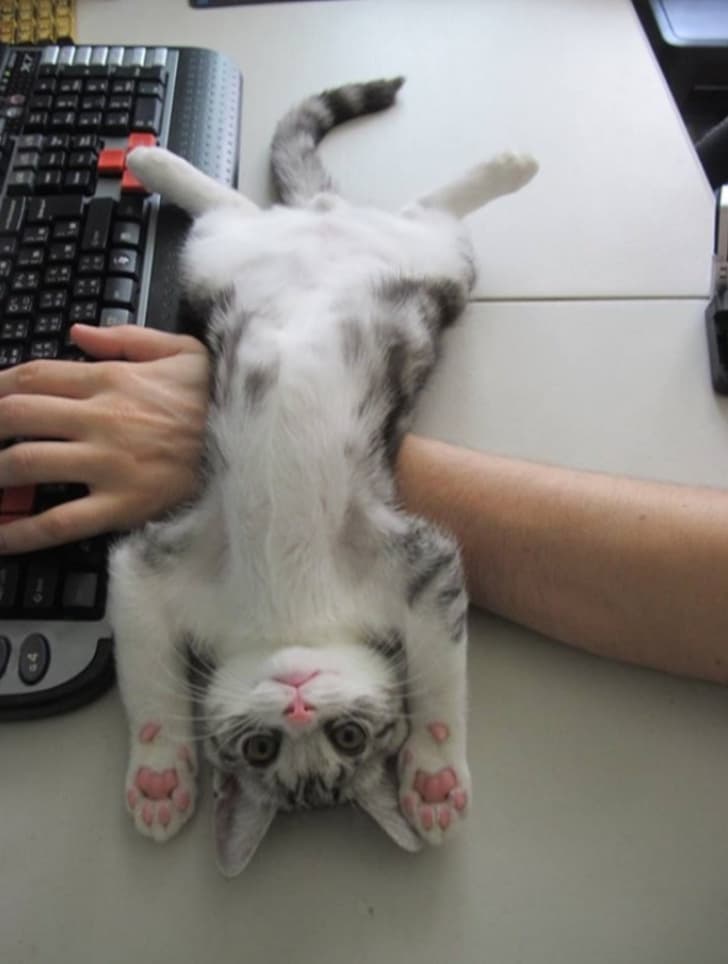Pet me! Pet me right now!