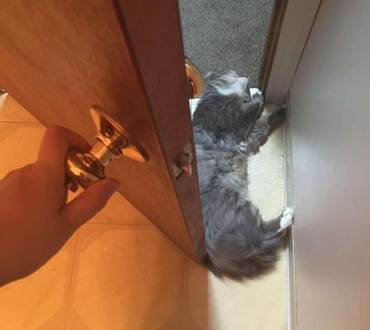 His favorite place to nap is in the doorway of the bathroom... We’ve all just accepted it and now use the toilet with the door open