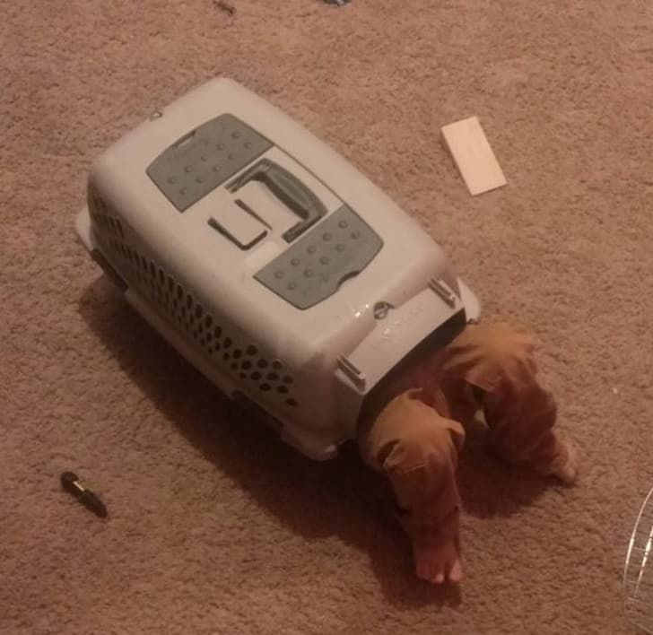We were not planning on getting another cat but...