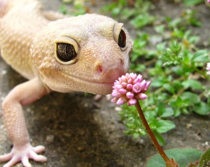 Little