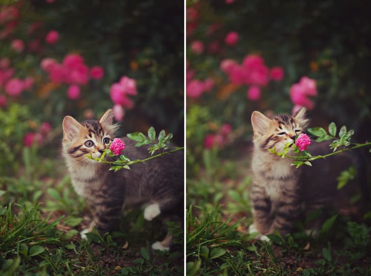 Little