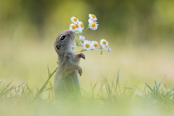Little