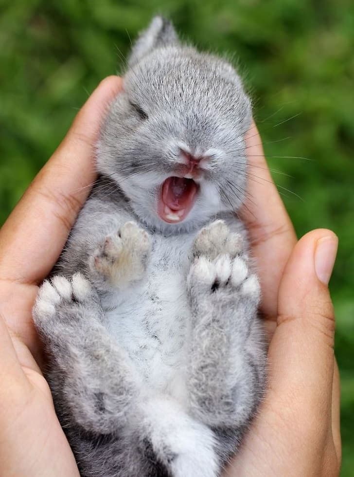 Little