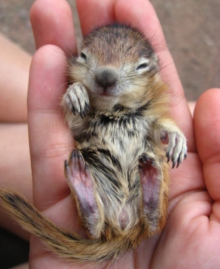 Little
