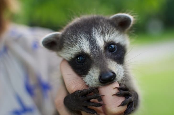 Small Animals That Make the World Feel a Little Quieter