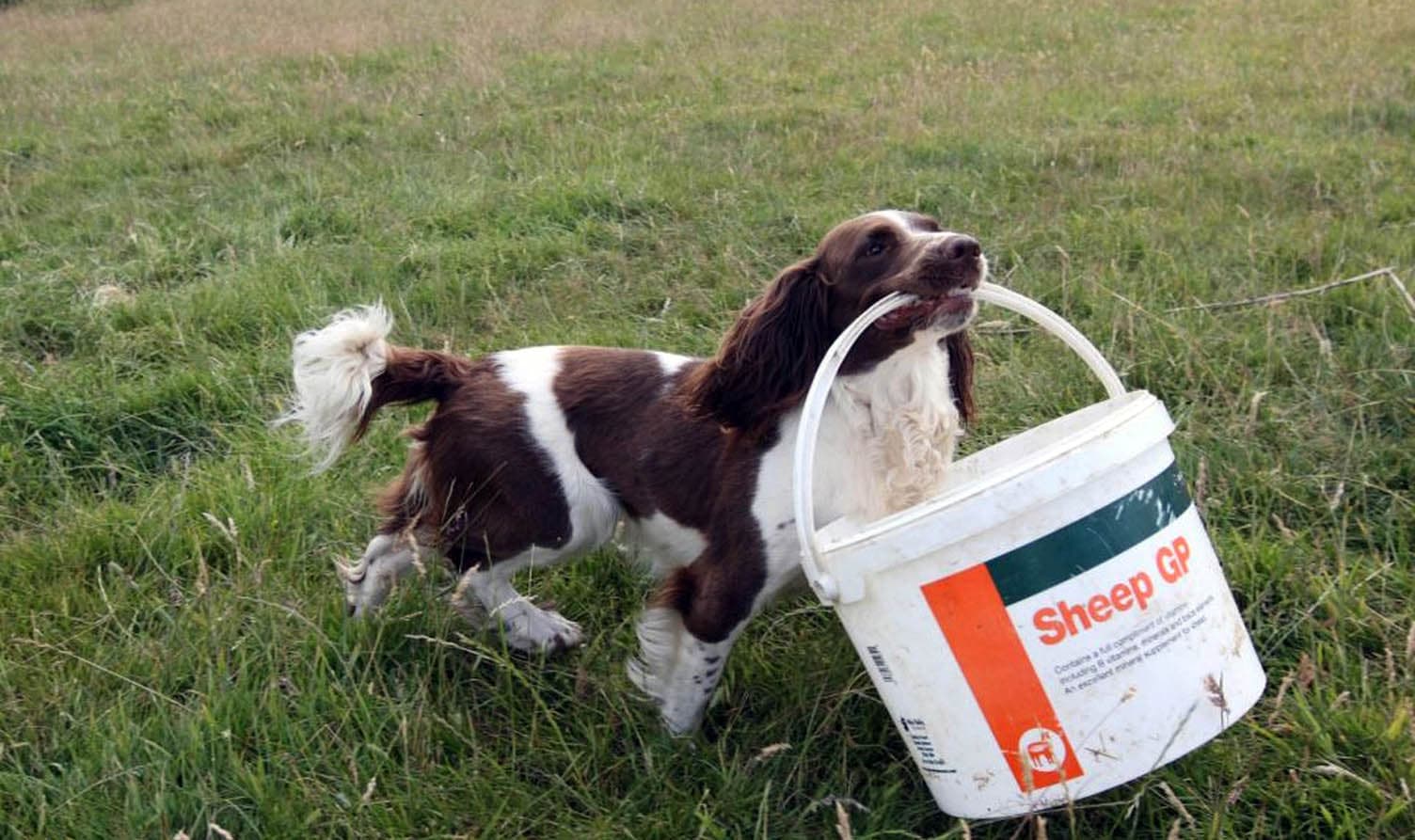 Meet the Super Springer Spaniel Sheepdog