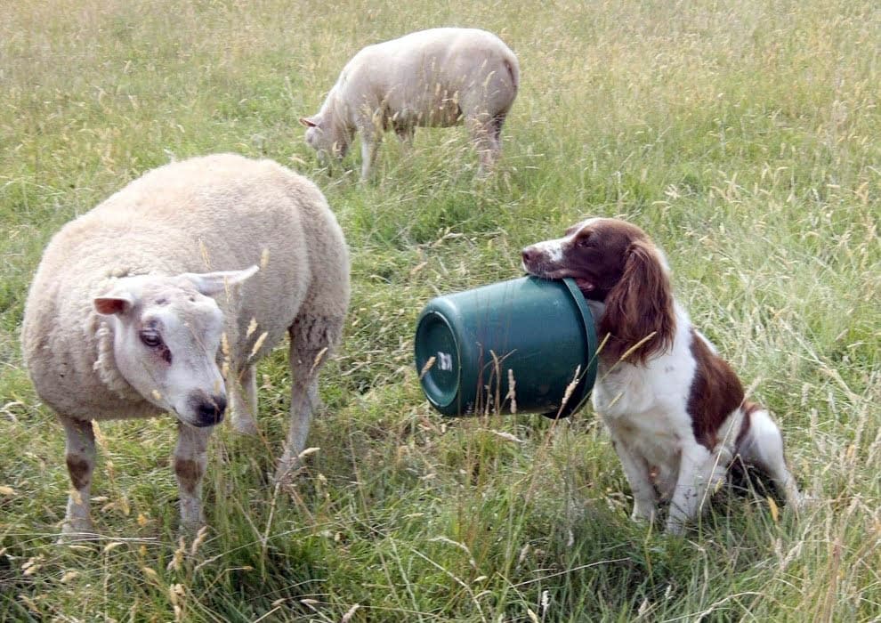 Meet the Super Springer Spaniel Sheepdog