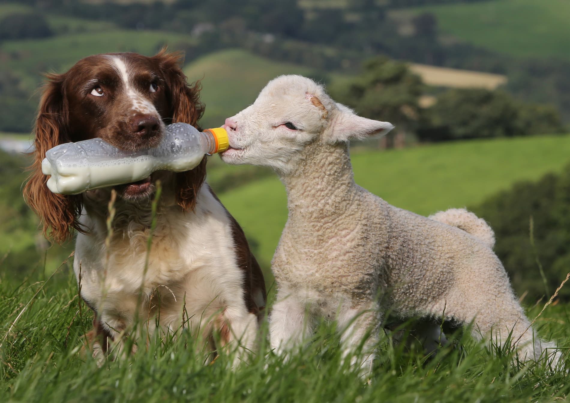 Meet the Super Springer Spaniel Sheepdog