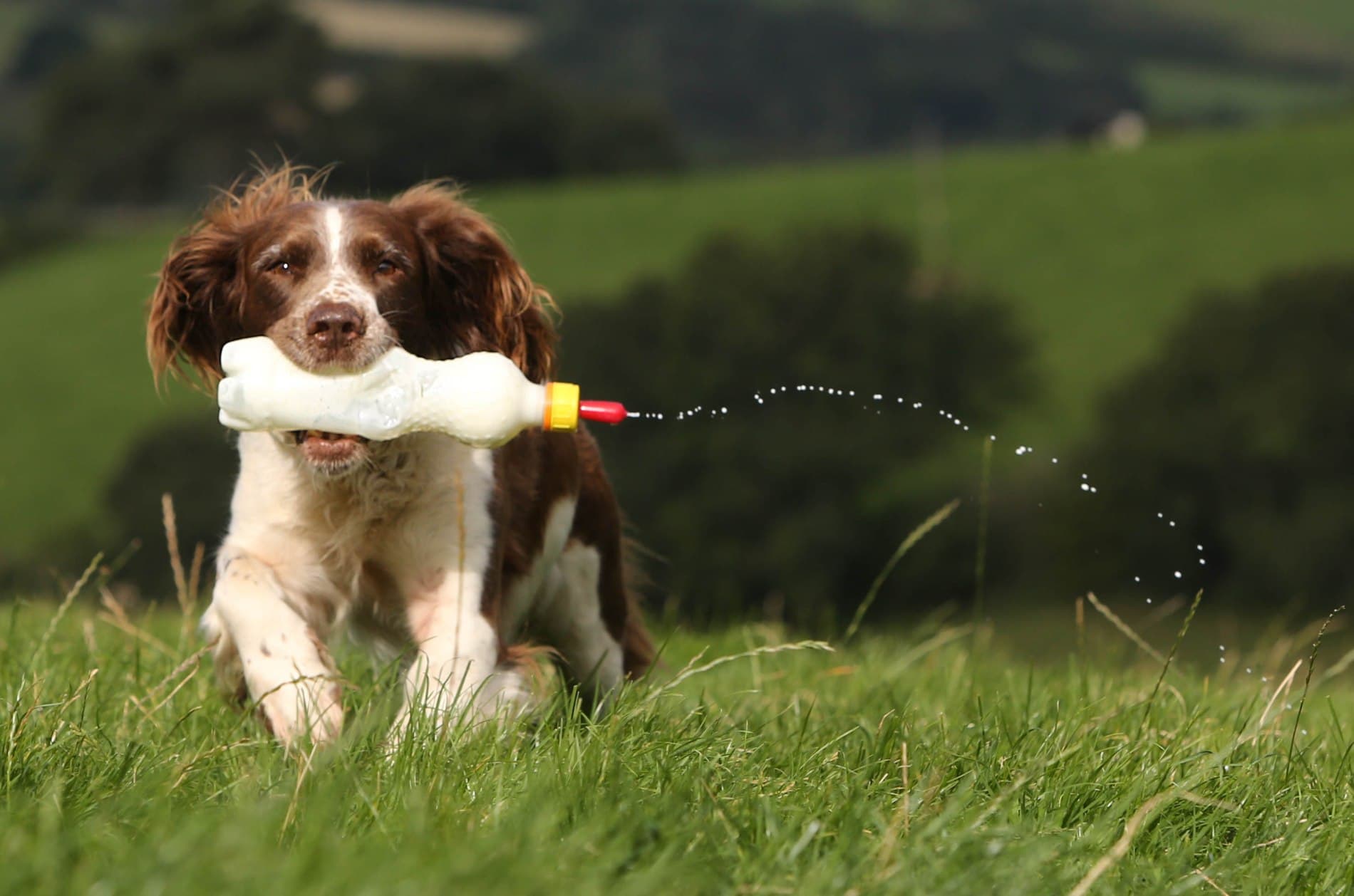 Meet the Super Springer Spaniel Sheepdog