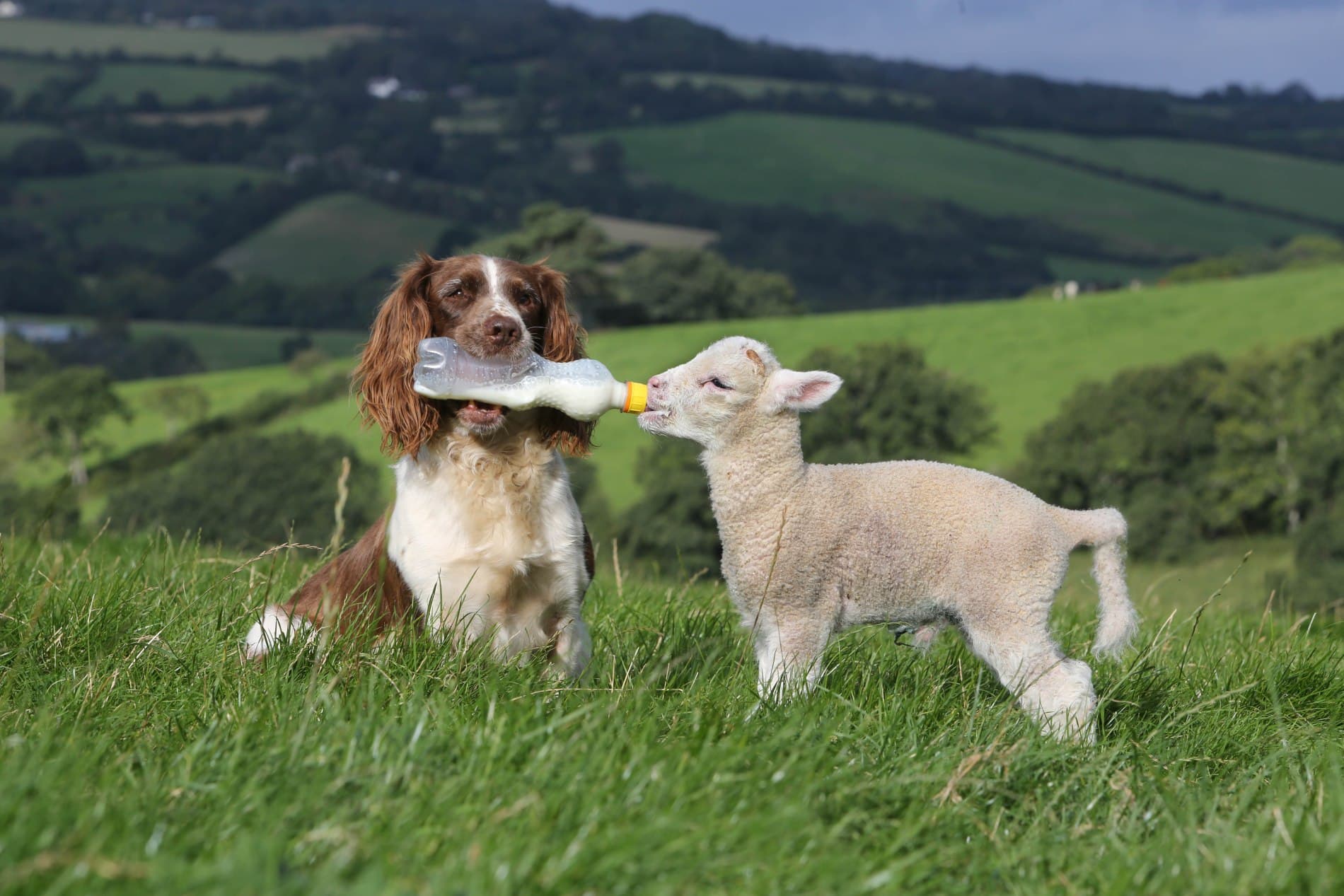 Meet the Super Springer Spaniel Sheepdog