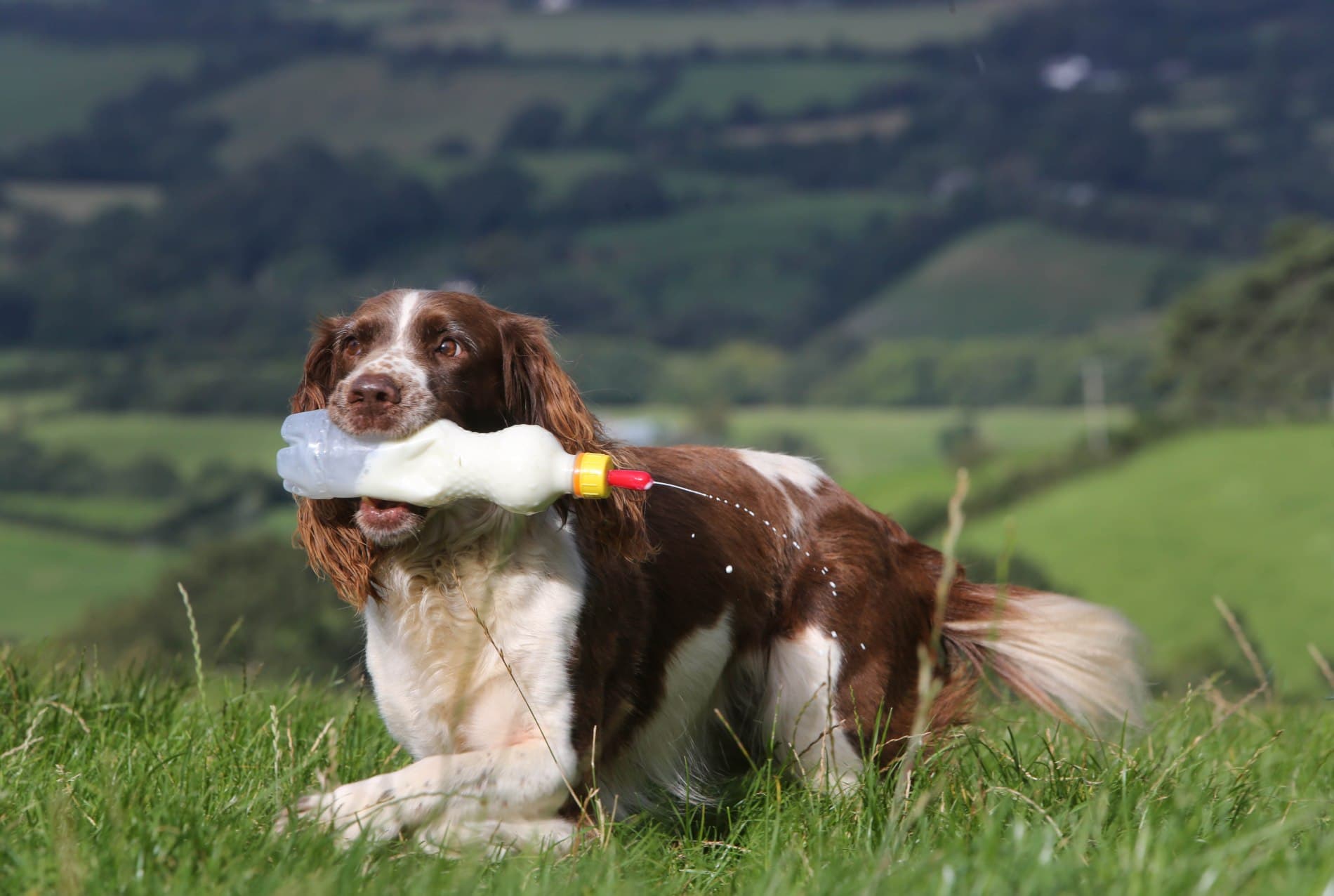 Meet the Super Springer Spaniel Sheepdog