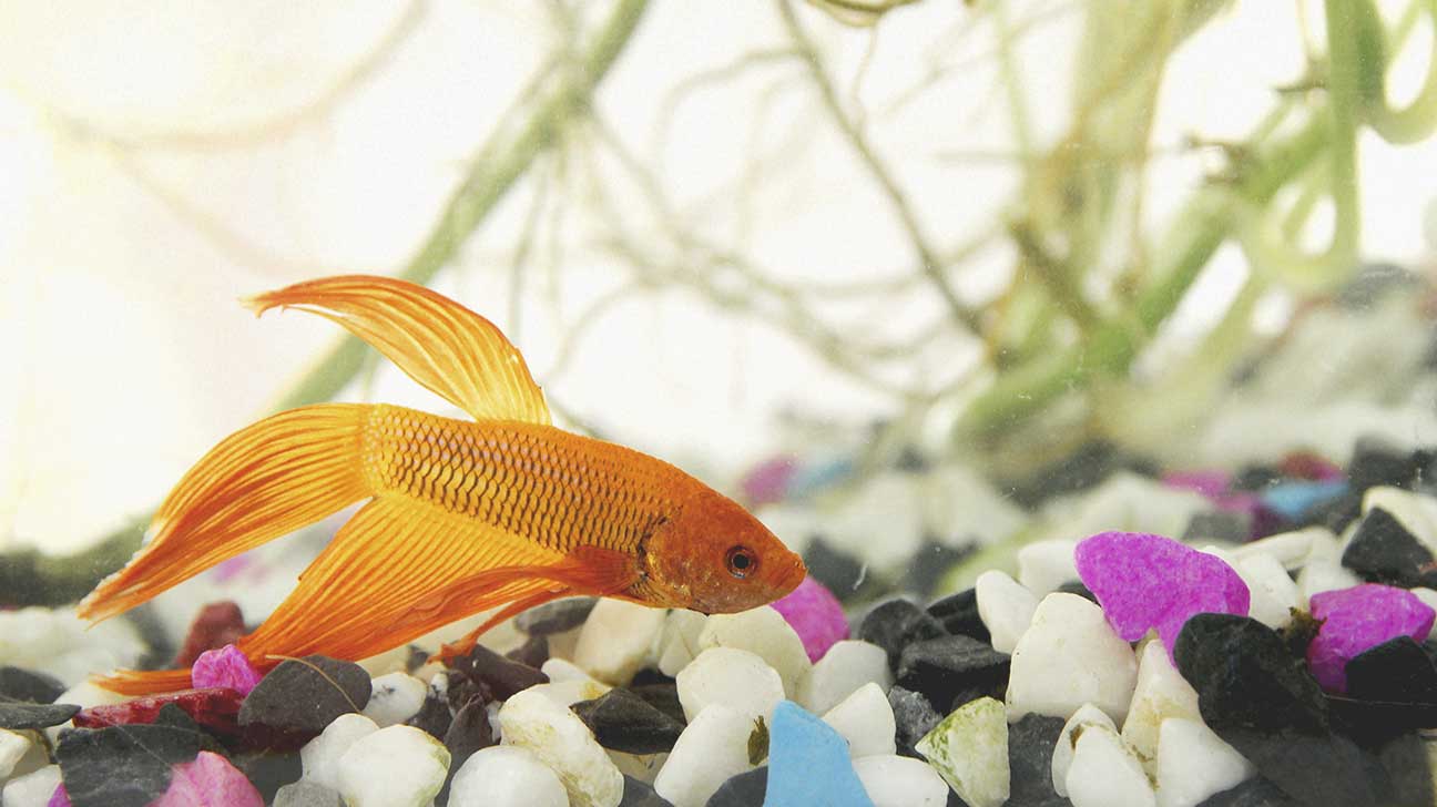 10. Fish