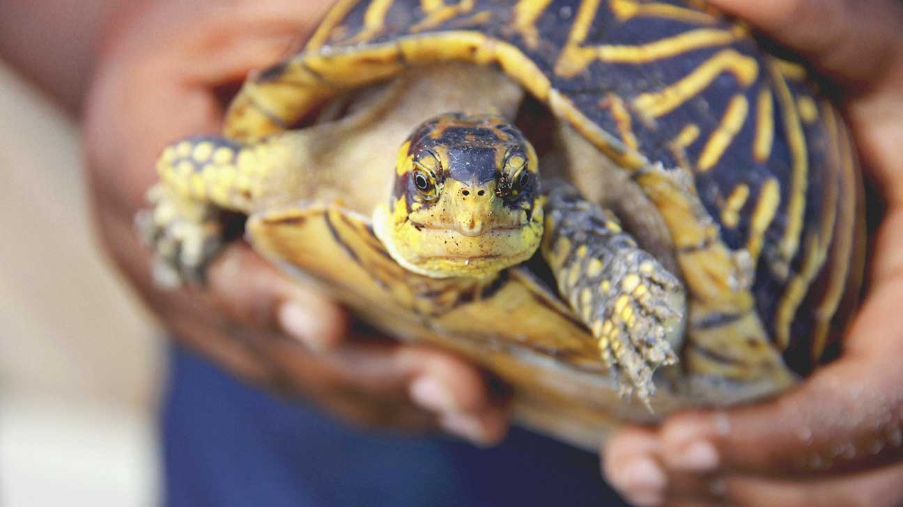 9. Reptiles