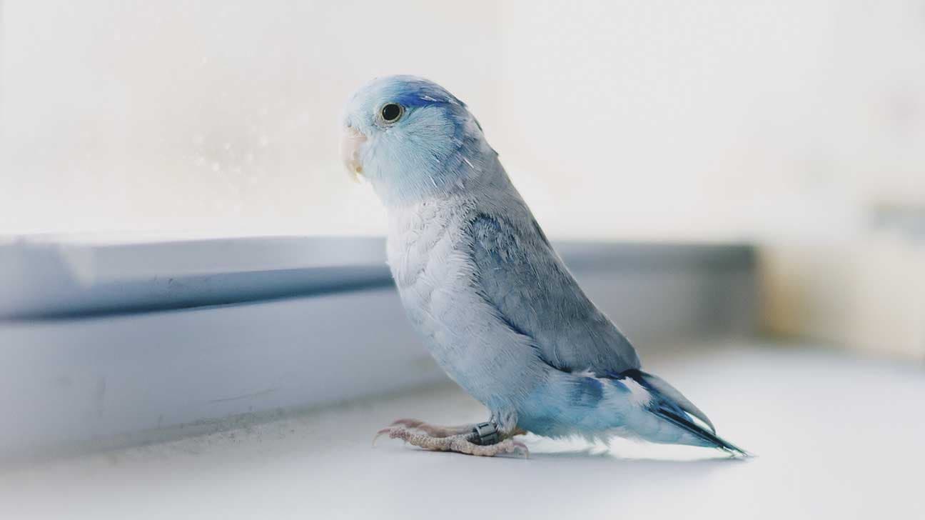 8. Birds