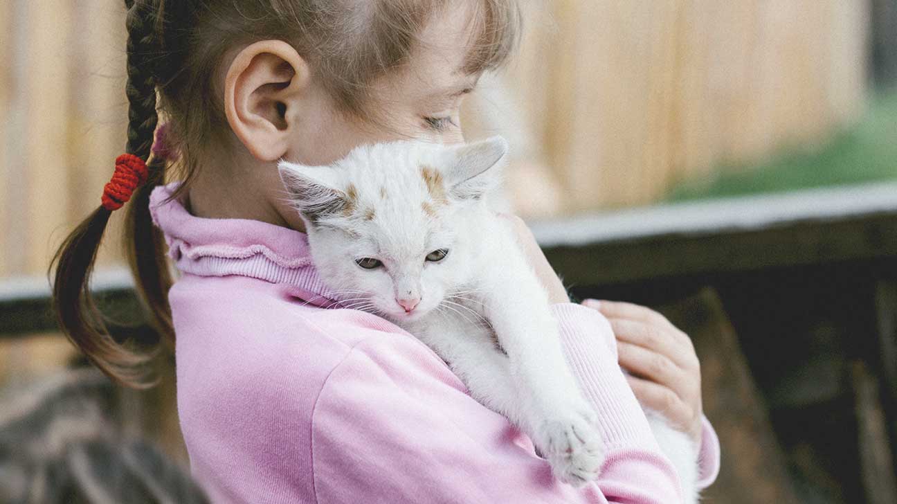 6. Cats
