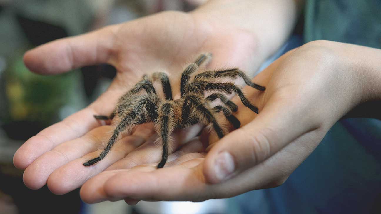 3. Insects and arthropods