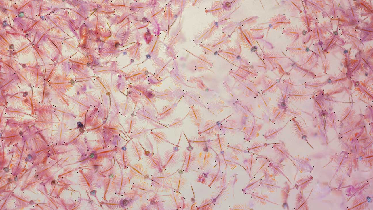 2. Brine shrimp