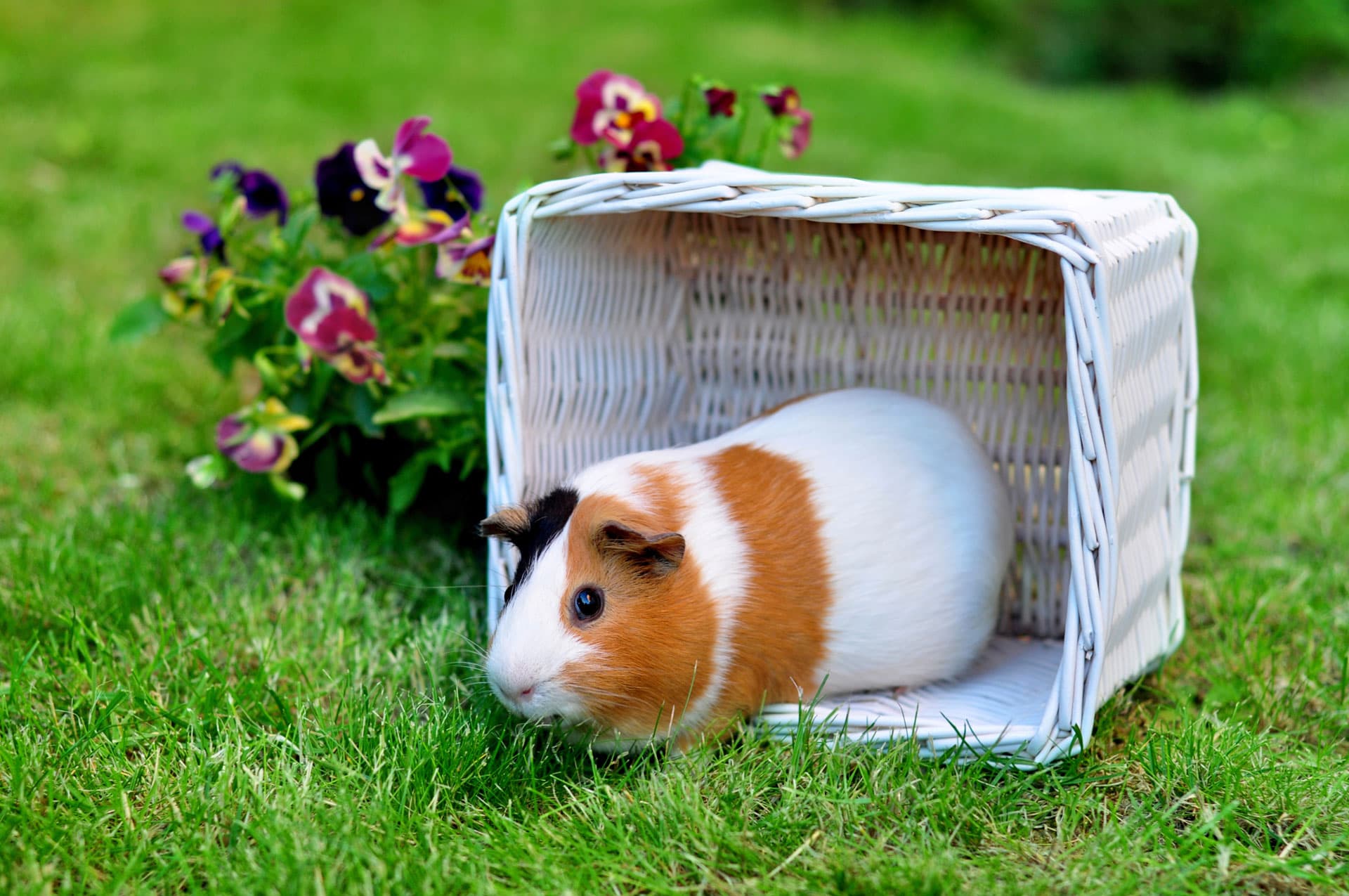 1. Guinea Pigs