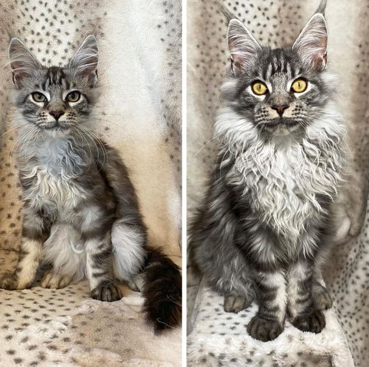 NOVA