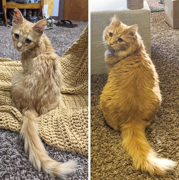 SIMBA