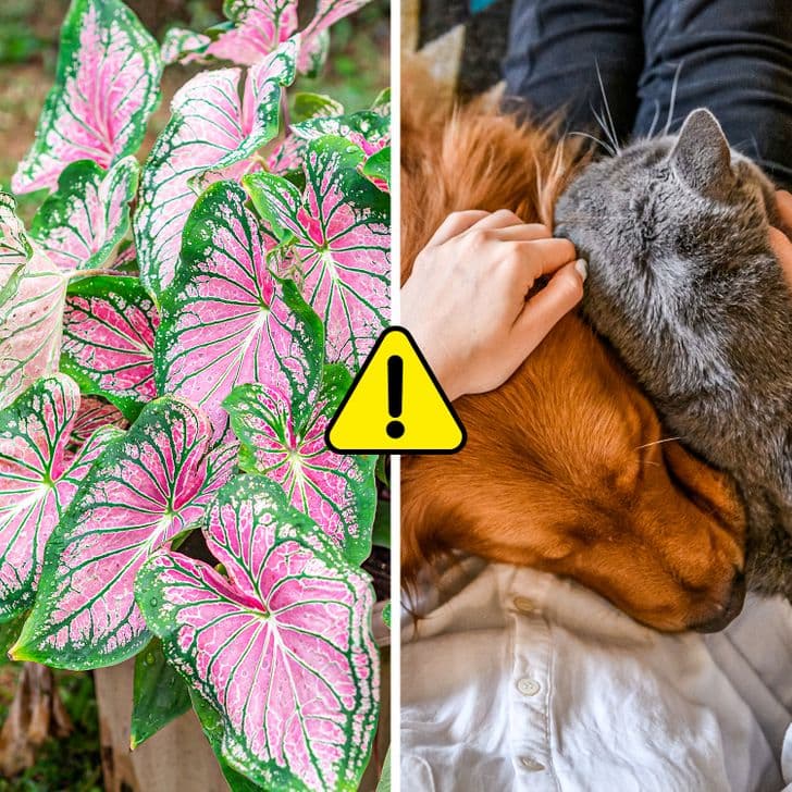 Caladium