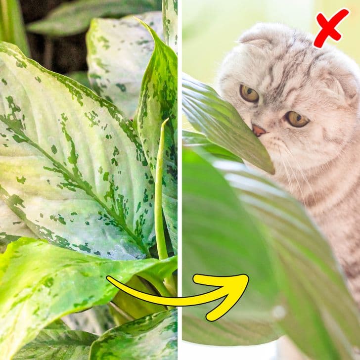 Dieffenbachia
