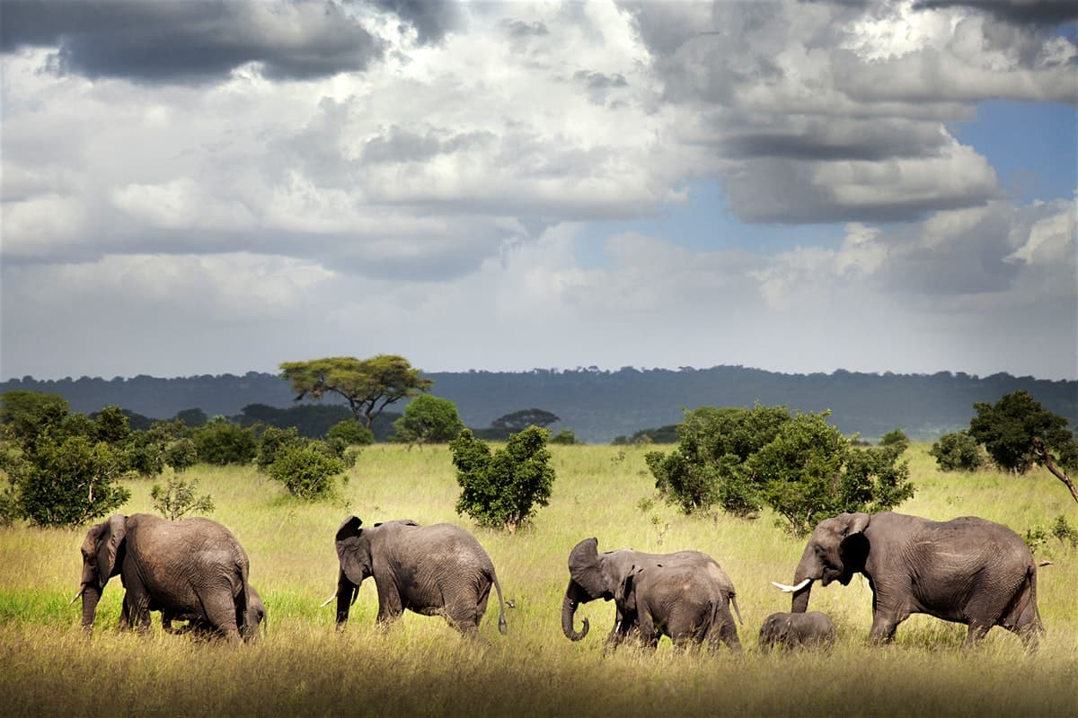 9. Ruaha National Park, Tanzania