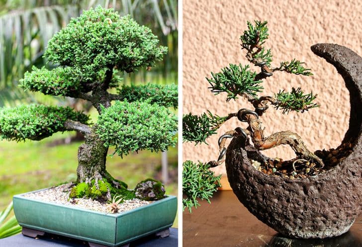Juniper Bonsai Tree