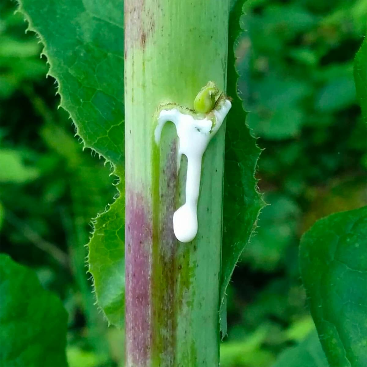 Lettuce Milk