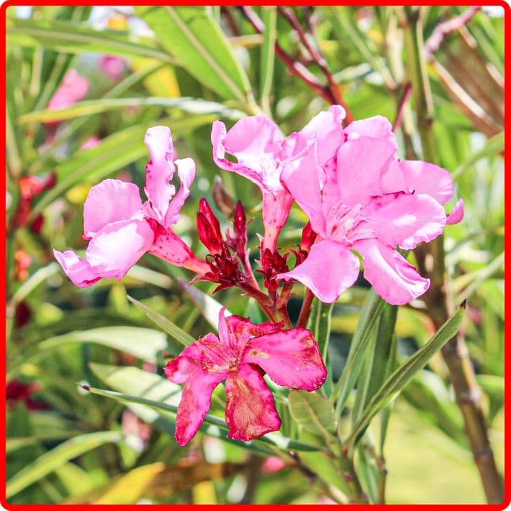 Nerium Oleander