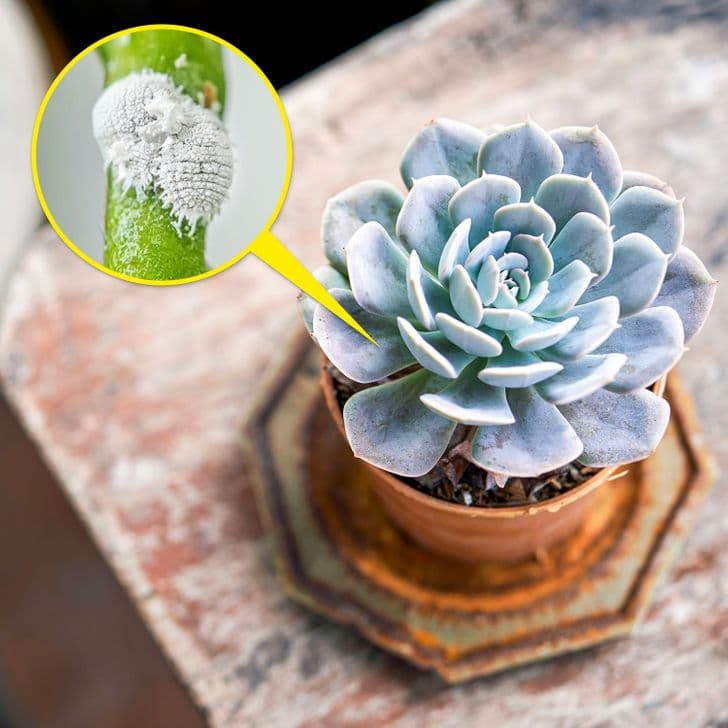 Succulents
